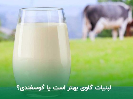 لبنیات گاوی بهتر است یا گوسفندی